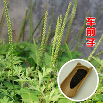 (Psyllium seeds) Chinese medicine seeds edible Chinese medicine Chinese medicine Psyllium beet seeds seeds