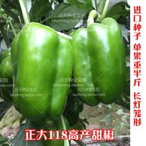 Dongfangzhengda 118 sweet pepper seed vegetable pepper seed round pepper pepper seed vegetable seed high yield guarantee