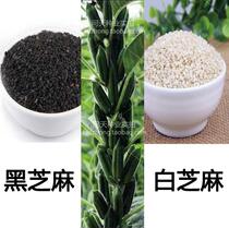 Whole grains sesame seeds sesame seeds black sesame seed oil content with high yield and drought resistance resistance continuous cropping