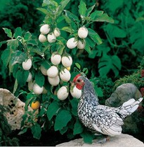 Egg eggplant seed ornamental fruit and vegetable seed Ornamental eggplant seed ginkgo ornamental eggplant seed flower seed A