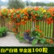 100 капсул сухого золотого лотоса