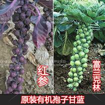 Brassica oleracea spore-spore cabbage seeds Brassica oleracea seeds can be retained for ornamental fruits and vegetables