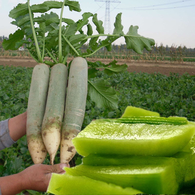 Weixian green fruit radish seeds Weifang radish seeds eat raw shawo radish seeds vegetable seeds