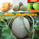 Супер сладкий Hermori тыква тыква Синьцзян Арбуз Арбуз Весна весна, летняя осень и зимние четырех сезонов Овощи и семена фруктов 孑 Южный север