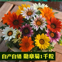 1000 зерен медалей