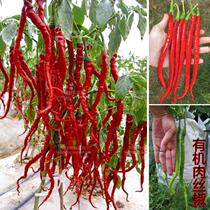 Horticultural shredded pork pepper seeds Pepper seed line pepper seed potted ChaoTianjiao ornamental fruits and vegetables vegetable seeds A