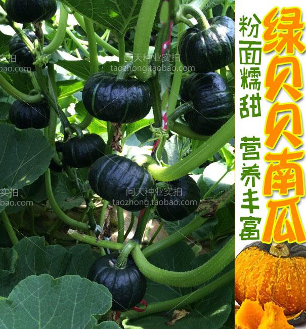 Green Bebe Mini Mini Pumpkin Vegetable Seeds High Yield Japan Import Plate Chestnut Vegetables Four Seasons Miao Spring Autumn Seed