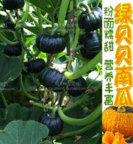 Green Bei Mini Pumpkin Seeds High Yield Japanese Imported Chestnut Vegetables Four Seasons Seeds Vegetables Spring and Autumn Seeds
