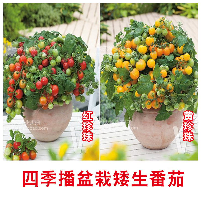 Potted dwarf red pearl tomato seeds Cherry tomato seeds Virgin fruit tomato seedlings Vegetable seeds A