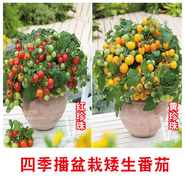Edible potted dwarf red pearl tomato cherry tomato seeds holy fruit four seasons seedlings vegetable seedlings