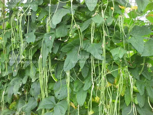 Вы можете сохранить специальные фермерские семена длинной фасоли, вигны, фасоли, овощей и фруктов весной и летом, семена и саженцы.