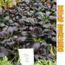 Purple rape seeds are the best. Many varieties of purple chicken hair seeds.