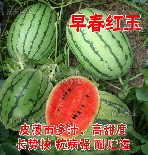 Ранняя весна красная нефрита 2k Super Sweet Sweet Abrimelon Seeds импортировали четырехсезонные тыквы южные арбузные овощи саженцы фрукты