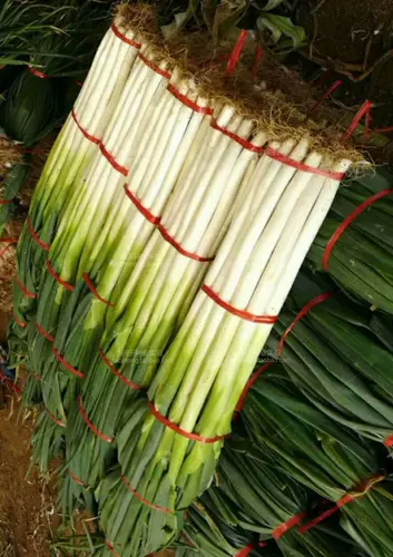 Шаньдун Чжанкю, зеленый лук, база лука из четырех сезонов весна и осенью