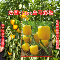 French Cruze CLAUSE vegetable seeds Dutch bizarre yellow pepper seeds yellow pepper sweet pepper seedlings