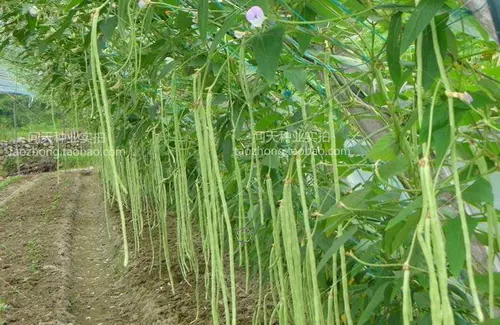 Вы можете сохранить специальные фермерские семена длинной фасоли, вигны, фасоли, овощей и фруктов весной и летом, семена и саженцы.