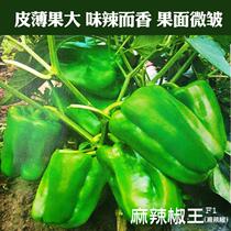 Fruity spicy tender sweet pepper seeds chili King bell pepper early maturity good taste