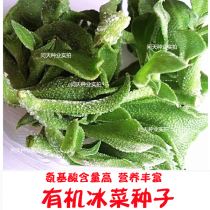 Ice vegetable seeds Japan Musashino company original imported new small leaf type ice vegetable grass seeds