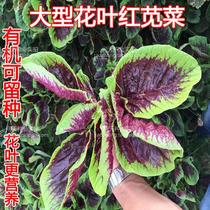(Red Amaranth Seed) Longevity Vegetable Seeds Specials Spring Vegetable Seeds Wild Vegetable Seeds High Iron Content