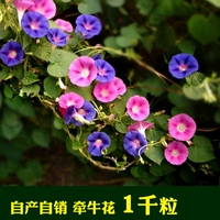 1000 зерна славы цветов