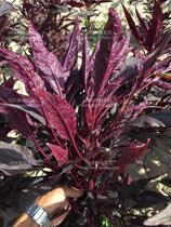 Wicker blood amaranth seeds tender and delicious wild vegetables vegetables lettuce rape seeds