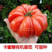 Camellia succulent organic large tomato seedlings Vegetable seedlings Candy type raw tomatoes Virgin fruit vegetable seeds