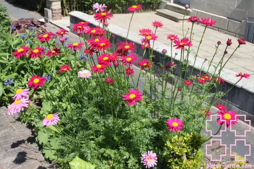 Удаление насекомых, репеллентные эффекты комаров, хорошие комары, репеллентные семена травы на открытом воздухе.