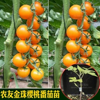 Golden Bead Bead Tomato SEDENTS 5 деревьев