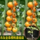 Golden Bead Bead Tomato SEDENTS 5 деревьев