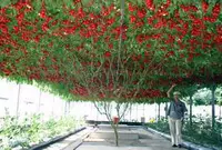 Семена томатных деревьев Джингдан № 6 Многолетние четырех сезонов посадка в горшок для весенних овощей семена