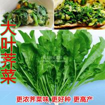 Wild shepherds purse seed shepherds purse seed wild vegetable seeds clear heat and fresh fragrance fresh and tender ornamental fruit and vegetable A