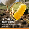 Bestore Salt-Baked Chicken Feet 500g Lemon Spicy Chicken Feet Internet Sensation Hot-Selling Braised Food