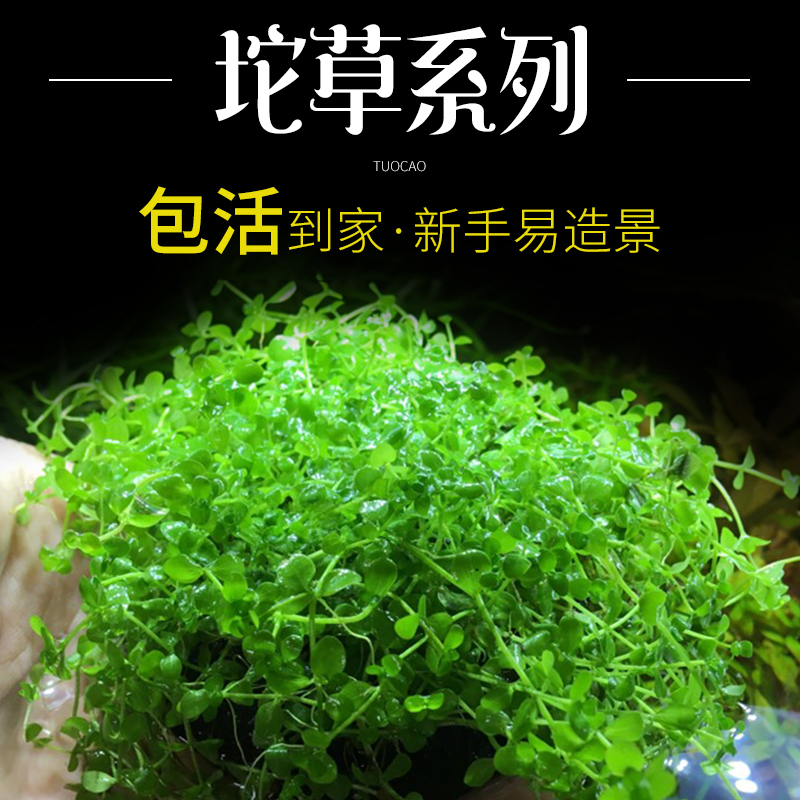 Fish tank foreground water mini-slim pearl cow and weed live weed wood decorated mooring grass