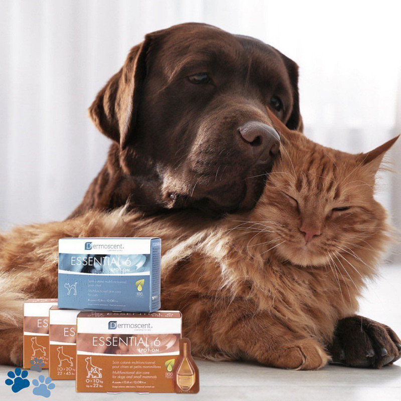 French Demes dermoscent natural herbal cat and dog gold drops repair skin barrier 4 packs