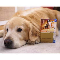 Golden Mao Seven Treasure Germany Love Walker Heart-Ed Dogs With In Vitro Deworming Drip Cardioid Mites 25kg or more