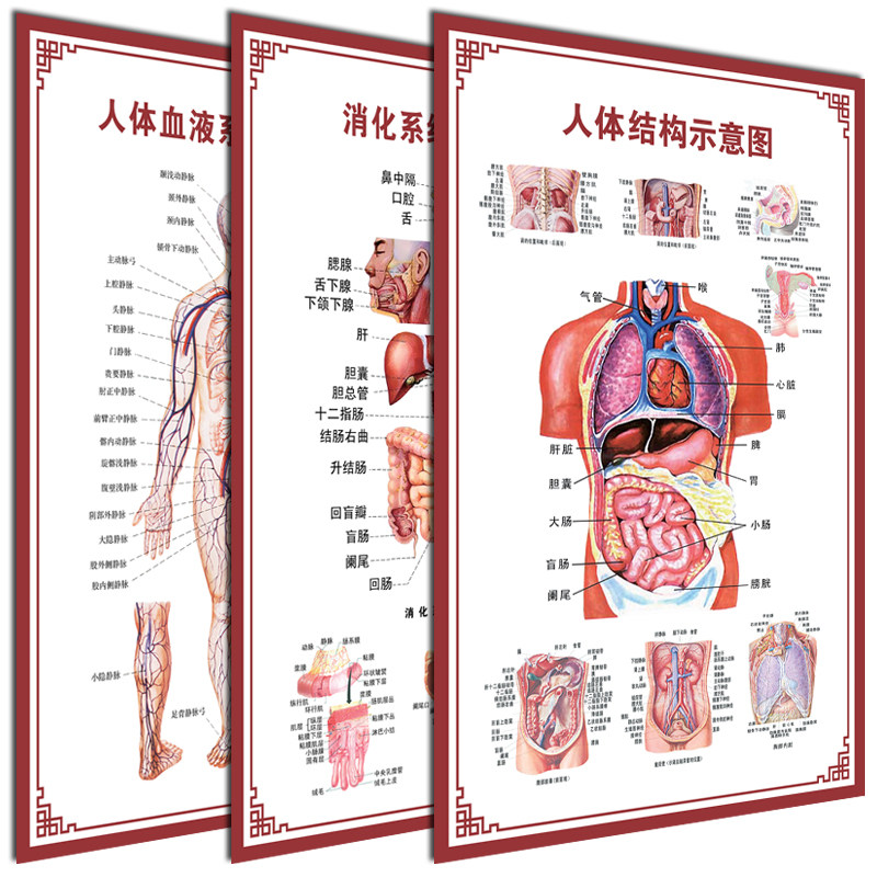 Body Visceral Anatomical System Schematic Medical Skeletal Muscle Organ Vascular Blood Chart Hospital Poster