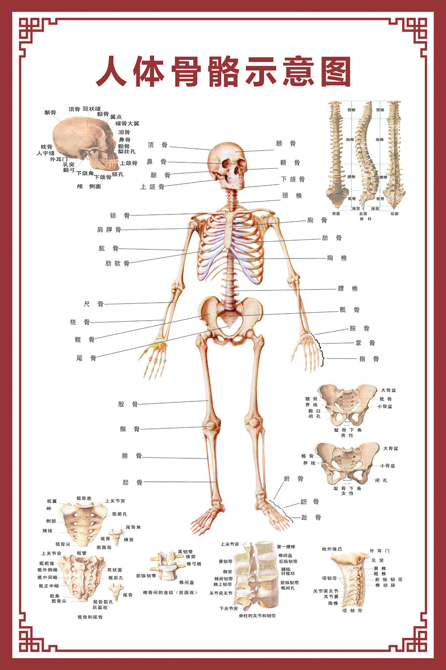 [USD 6.85] Human bone map large wall chart organ schematic diagram ...