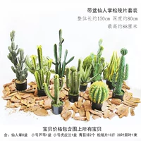 Скай Голубая Фея Пальма Патума гора набор