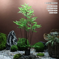 Деревянное растение мискантус высотой 1,3 м в горшке