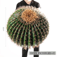 Принесите бассейн 60 см имплинтического бархатного красный колючий сказочный мяч