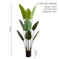 Банан-путешественник высотой 1,5 м в горшке с 9 листьями