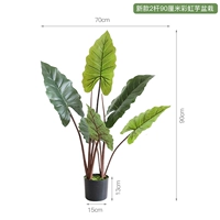 Новое двухполюсное горшечное растение радужного таро высотой 90 см.