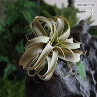 № 1 брызговая воздушная трава