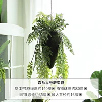 Мори большой папоротник