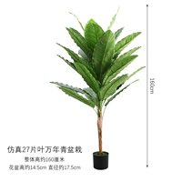 27-листные горшечные растения диффенбахии