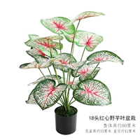 Розово-красное растение в горшке с 18-головными листьями дикого таро и красным сердцем