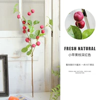 Маленькая ветка яблони темно-красная