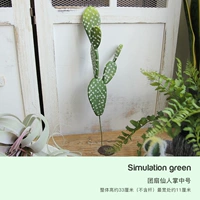 Tuan Fan Fair Fairy Palm-Medium