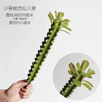 Изумрудная зеленая труба пилоцветная сказочная ладоня