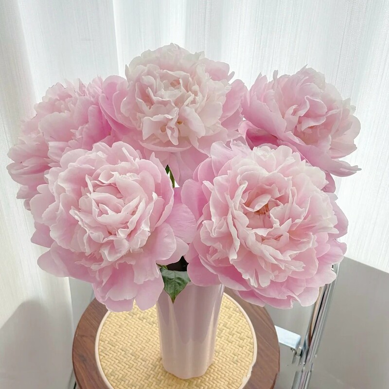 Imported Peony Varieties from Biyuni, Fresh Cut Flowers from Changye, Alternative to Roosevelt, 5 Stems, Free Shipping with Sf Express for Three Items